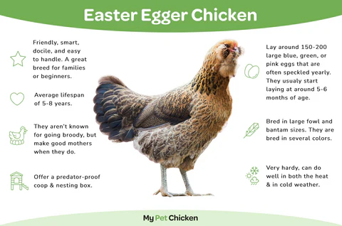 Easter Eggers