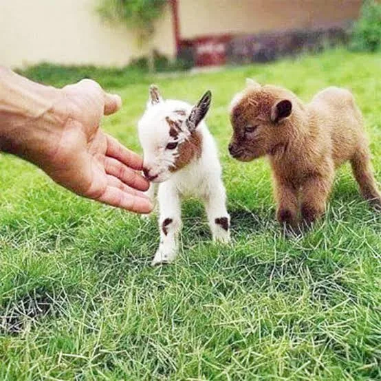 Nigerian baby goat