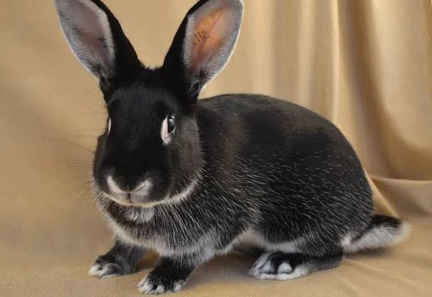 silver marten rabbit