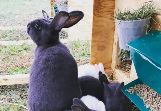 american blue rabbit